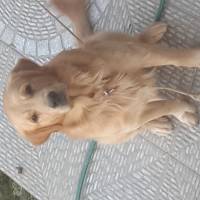 Golden Retriever, Köpek  alex fotoğrafı