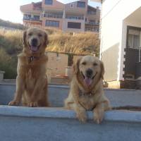 Golden Retriever, Köpek  alex fotoğrafı