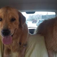 Golden Retriever, Köpek  alex fotoğrafı