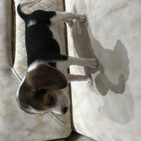 Beagle, Köpek  Yavru beagle fotoğrafı