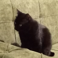 Bombay, Kedi  Gölge fotoğrafı