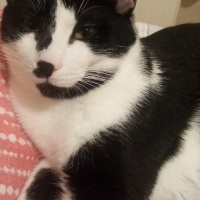 Tuxedo (Smokin) Kedi, Kedi  Melvin fotoğrafı