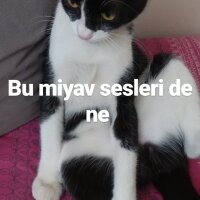 Tuxedo (Smokin) Kedi, Kedi  leyl  fotoğrafı