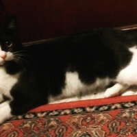 Tuxedo (Smokin) Kedi, Kedi  leyl  fotoğrafı