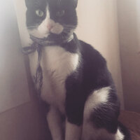 Tuxedo (Smokin) Kedi, Kedi  leyl  fotoğrafı