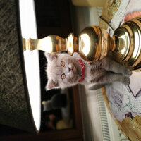 British Shorthair, Kedi  Öykü fotoğrafı