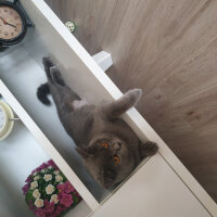 British Shorthair, Kedi  Öykü fotoğrafı