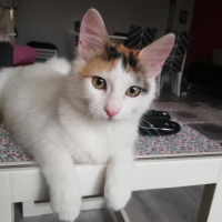 Tekir Kedi, Kedi  Lina fotoğrafı