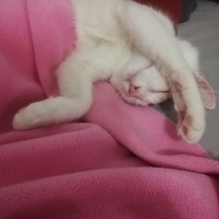 Tekir Kedi, Kedi  Lina fotoğrafı