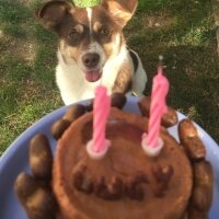 Jack Russell Terrier, Köpek  LUCY fotoğrafı