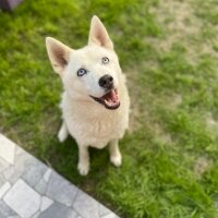 Sibirya Kurdu (Husky), Köpek  ZEYNA fotoğrafı