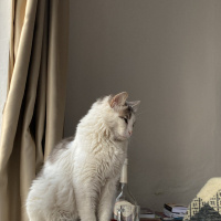 Tekir Kedi, Kedi  Lexa fotoğrafı