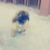 Pekingese, Köpek  Finduk fotoğrafı