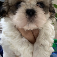 Shih Tzu, Köpek  Fındık fotoğrafı