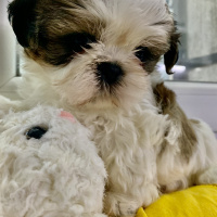 Shih Tzu, Köpek  Fındık fotoğrafı