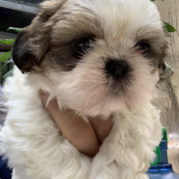 Shih Tzu, Köpek  Fındık fotoğrafı