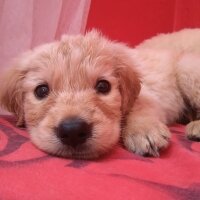 Golden Retriever, Köpek  Lodos fotoğrafı