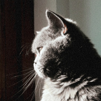British Shorthair, Kedi  Amon fotoğrafı