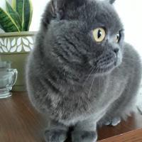 British Shorthair, Kedi  Amon fotoğrafı