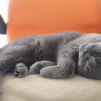 British Shorthair, Kedi  Amon fotoğrafı