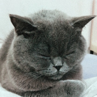 British Shorthair, Kedi  Amon fotoğrafı