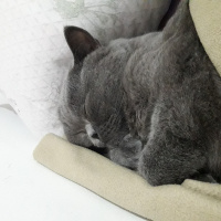 British Shorthair, Kedi  Amon fotoğrafı