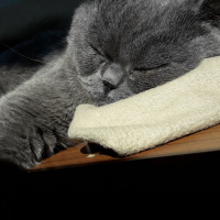 British Shorthair, Kedi  Amon fotoğrafı