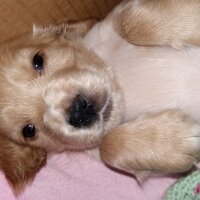 Amerikan Cocker Spaniel, Köpek  Paşa fotoğrafı