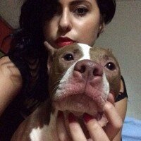 Amerikan Pitbull Terrier, Köpek  Sasha fotoğrafı