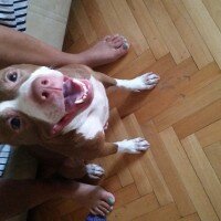 Amerikan Pitbull Terrier, Köpek  Sasha fotoğrafı