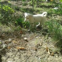 Labrador Retriever, Köpek  ATLAS  fotoğrafı