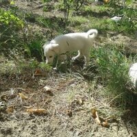 Labrador Retriever, Köpek  ATLAS  fotoğrafı