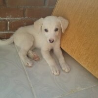 Labrador Retriever, Köpek  ATLAS  fotoğrafı