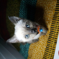 Siyam Kedisi, Kedi  Duman fotoğrafı