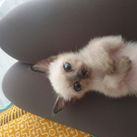 Siyam Kedisi, Kedi  Duman fotoğrafı