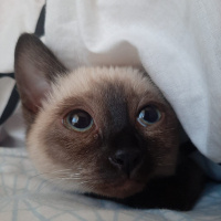 Siyam Kedisi, Kedi  Duman fotoğrafı