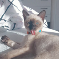 Siyam Kedisi, Kedi  Duman fotoğrafı