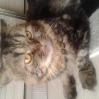 İran Kedisi (Persian), Kedi  kuşti fotoğrafı