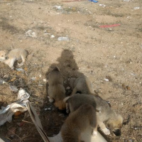 Golden Retriever, Köpek  8 tane yavru köpek fotoğrafı