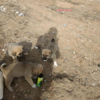 Golden Retriever, Köpek  8 tane yavru köpek fotoğrafı