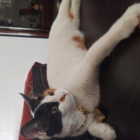 Tekir Kedi, Kedi  Lina fotoğrafı