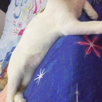 Tekir Kedi, Kedi  Lina fotoğrafı