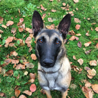 Belçika Malinois, Köpek  Şila fotoğrafı