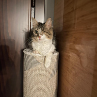 Tekir Kedi, Kedi  Dori fotoğrafı