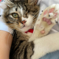 Tekir Kedi, Kedi  Dori fotoğrafı