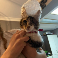 Tekir Kedi, Kedi  Dori fotoğrafı