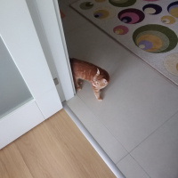 Tekir Kedi, Kedi  Toprak fotoğrafı