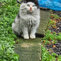 Norwegian Forest, Kedi  Şekerlik fotoğrafı