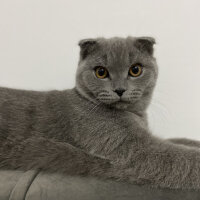 Scottish Fold, Kedi  Duman fotoğrafı