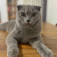 Scottish Fold, Kedi  Duman fotoğrafı